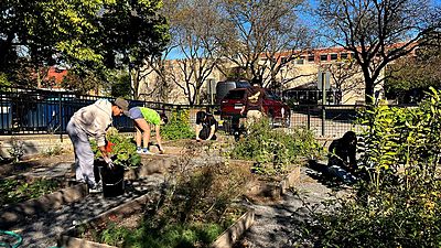 Volunteers for Phoenix Farms, a UChicago student-run gardening and beekeeping organization, work in the campus garden between the Smart Museum of Art and the Young Memorial Building.
